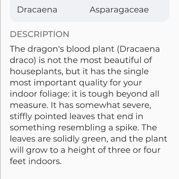 Dragon’s Blood Seedlings 🌱 and Seeds - Picture 5 of 7